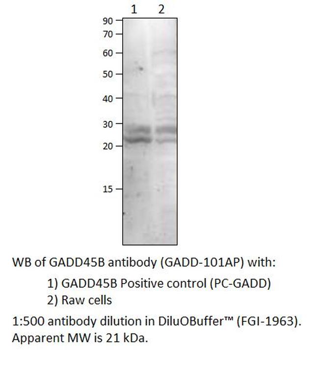 GADD45B Antibody in Western Blot (WB)