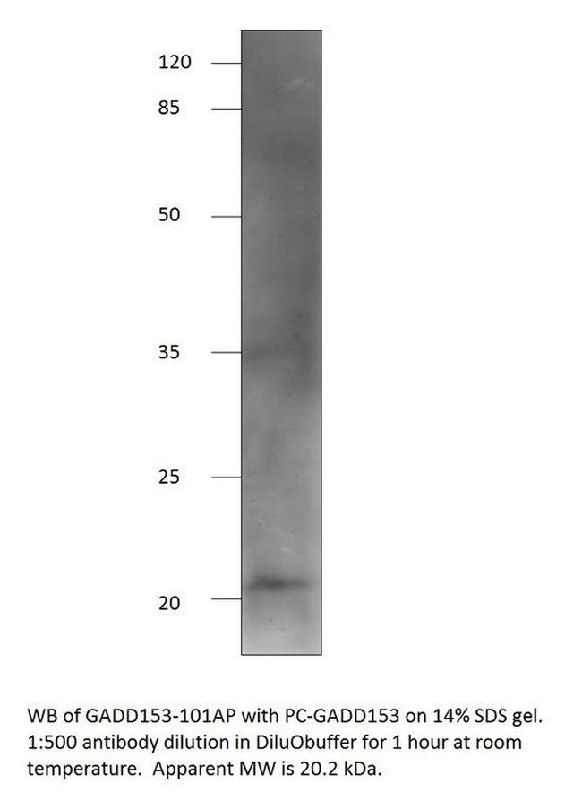 DDIT3 Antibody in Western Blot (WB)