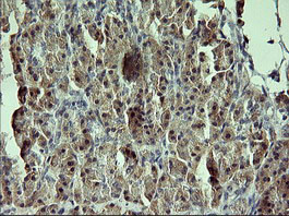 GADD45G Antibody in Immunohistochemistry (Paraffin) (IHC (P))