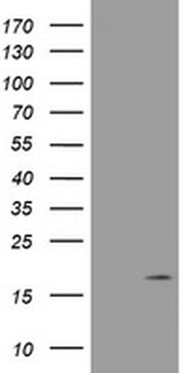 GADD45G Antibody in Western Blot (WB)