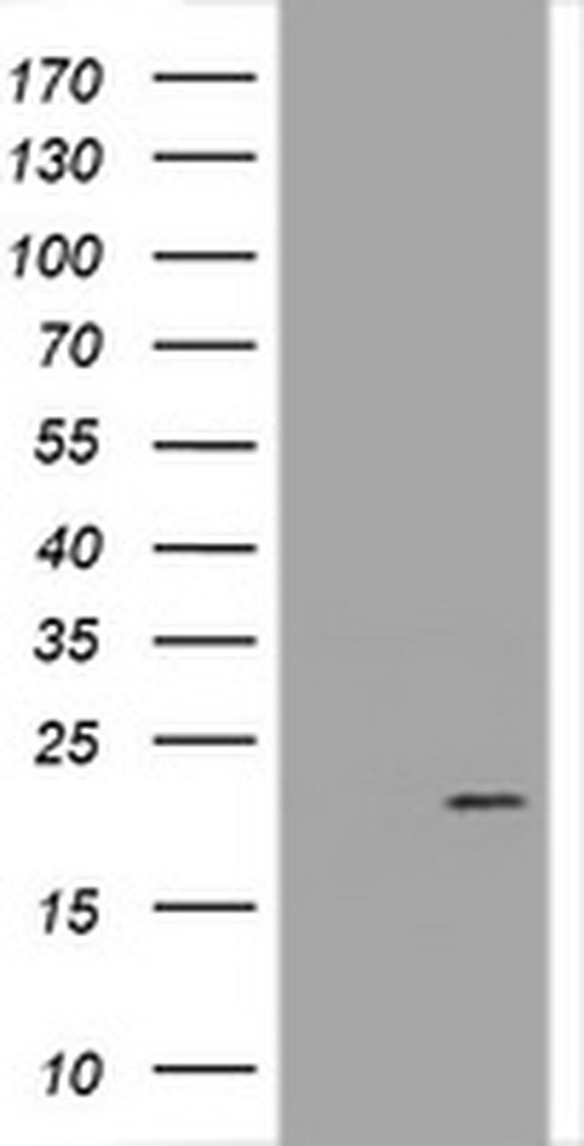 GADD45G Antibody in Western Blot (WB)