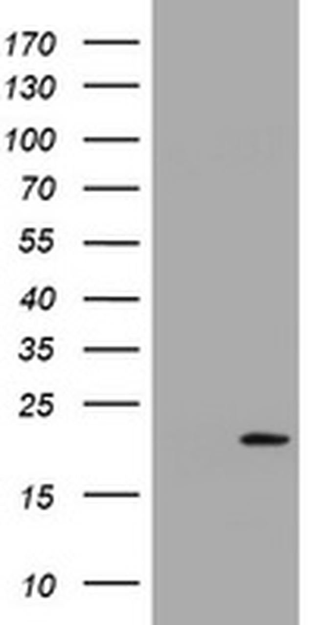 GADD45G Antibody in Western Blot (WB)
