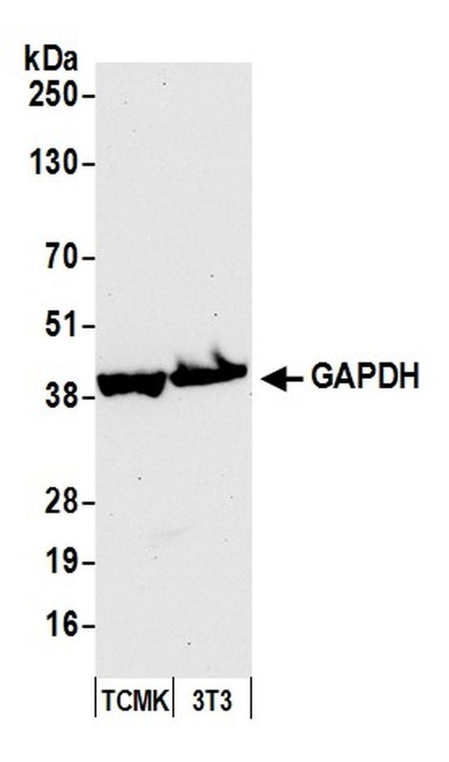 GAPDH Antibody in Western Blot (WB)