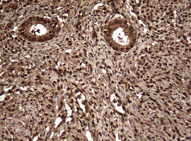 GAPDH Antibody in Immunohistochemistry (Paraffin) (IHC (P))