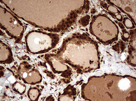 GAPDH Antibody in Immunohistochemistry (Paraffin) (IHC (P))