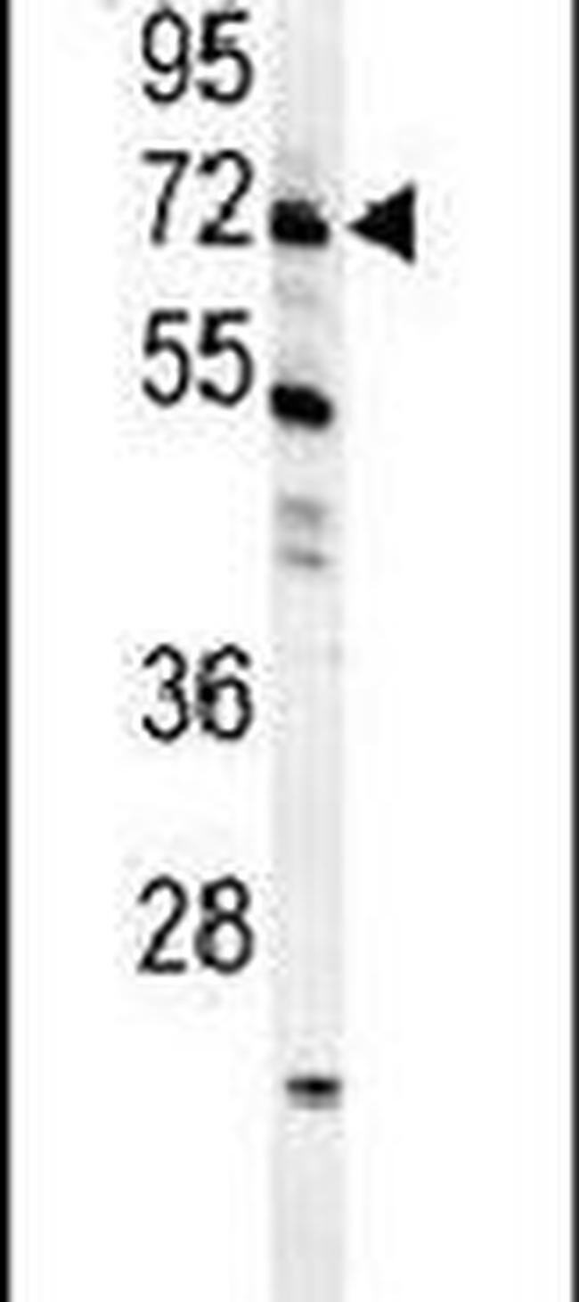 GAS2L1 Antibody in Western Blot (WB)