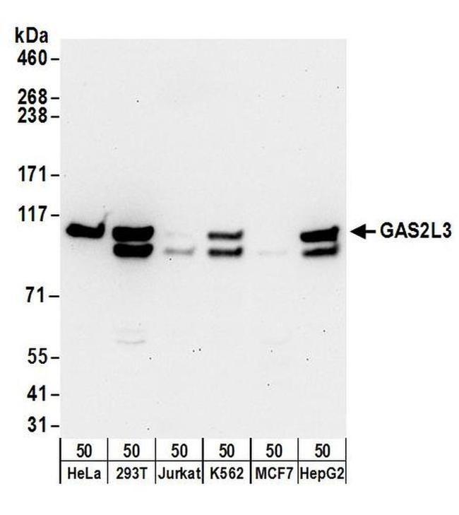 GAS2L3 Antibody in Western Blot (WB)