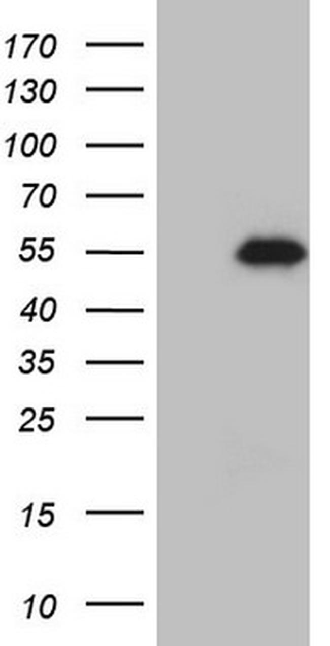 GATA3 Antibody in Western Blot (WB)