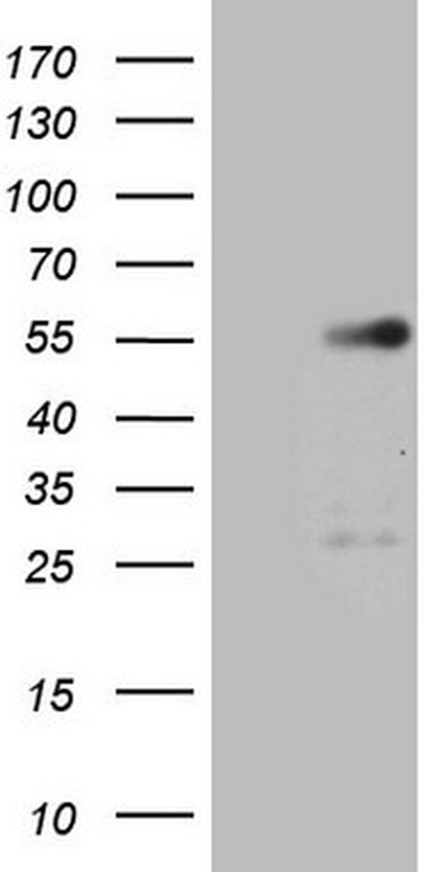 GATA3 Antibody in Western Blot (WB)