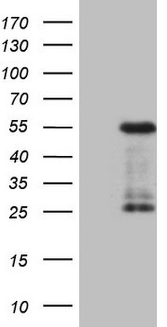 GATA3 Antibody in Western Blot (WB)