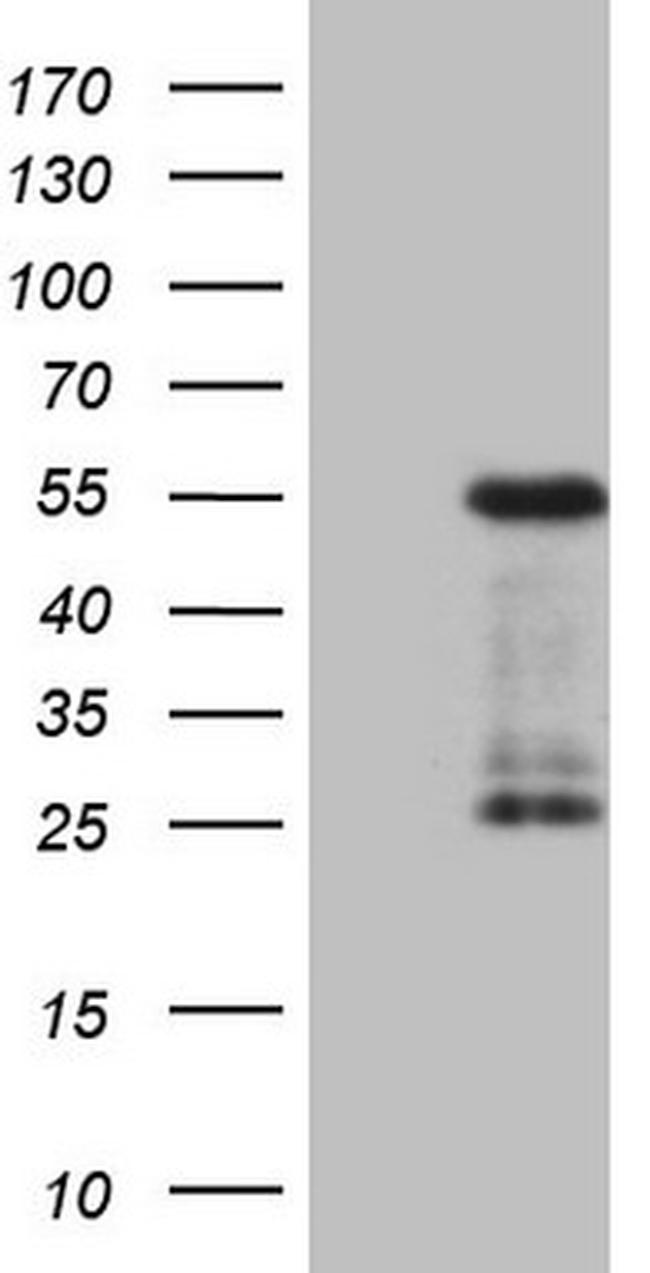GATA3 Antibody in Western Blot (WB)