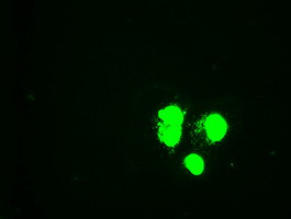 GATA6 Antibody in Immunocytochemistry (ICC/IF)
