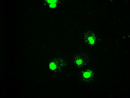 GATA6 Antibody in Immunocytochemistry (ICC/IF)
