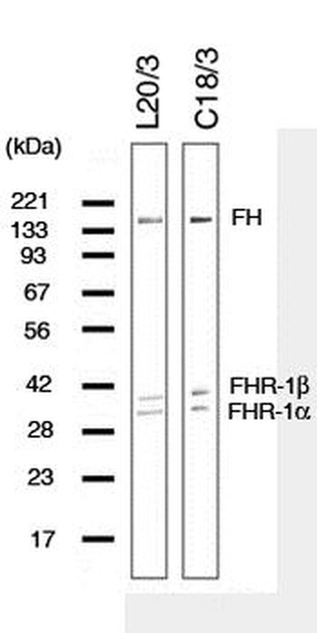 Complement Factor H Monoclonal Antibody C18 3 GAU 018 03 02 Complement factor h monoclonal antibody c18 3 gau 018 03 02