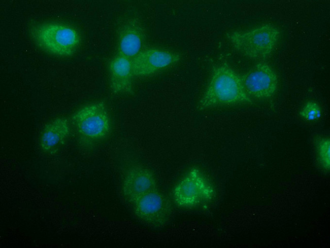 GBAS Antibody in Immunocytochemistry (ICC/IF)
