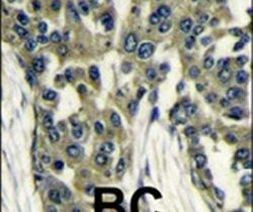 GBL Antibody in Immunohistochemistry (IHC)