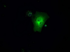GBP2 Antibody in Immunocytochemistry (ICC/IF)