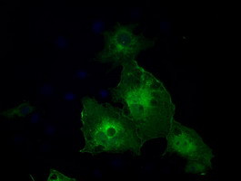 GBP2 Antibody in Immunocytochemistry (ICC/IF)