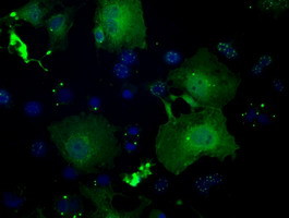 GBP2 Antibody in Immunocytochemistry (ICC/IF)