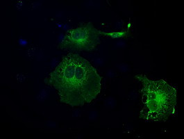 GBP2 Antibody in Immunocytochemistry (ICC/IF)