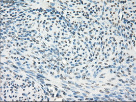 GBP2 Antibody in Immunohistochemistry (Paraffin) (IHC (P))