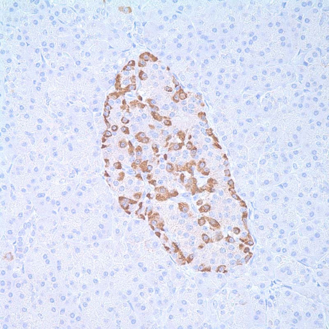 Glucagon Antibody in Immunohistochemistry (IHC)