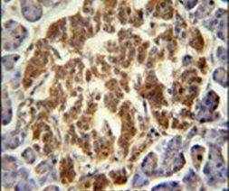 GCH1 Antibody in Immunohistochemistry (IHC)