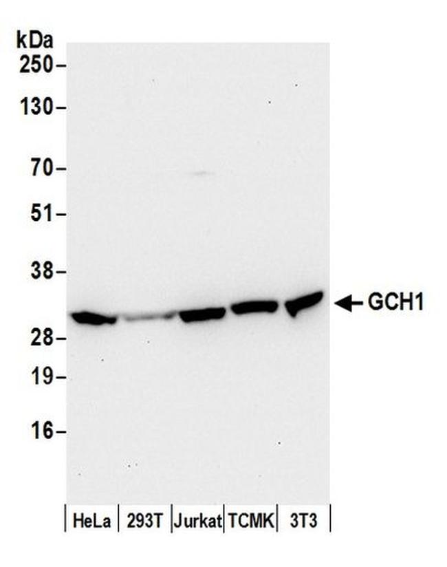 GCH1 Antibody in Western Blot (WB)
