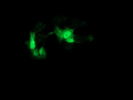 GCKR Antibody in Immunocytochemistry (ICC/IF)