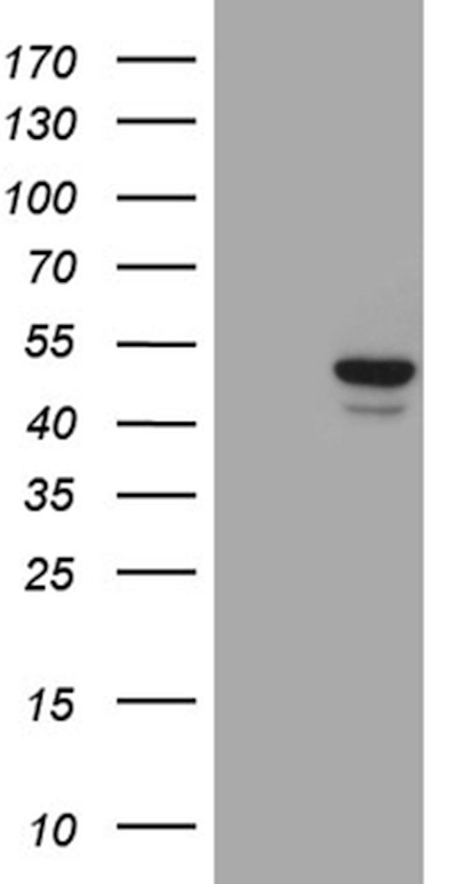 GCM1 Antibody in Western Blot (WB)