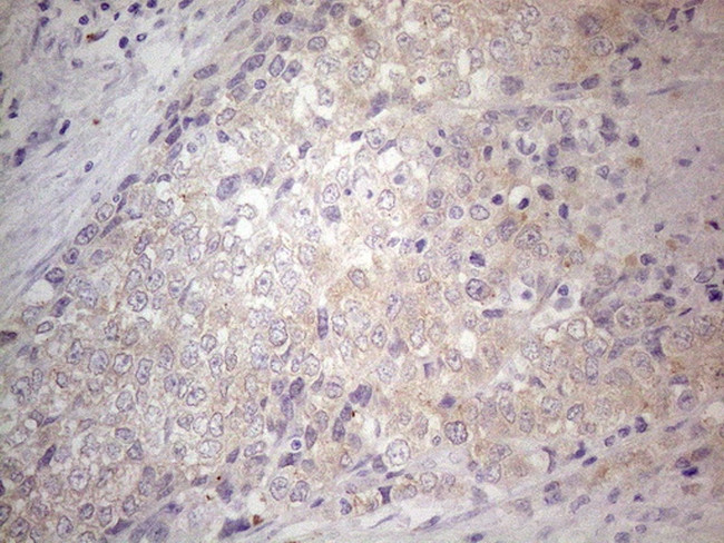 GEMIN2 Antibody in Immunohistochemistry (Paraffin) (IHC (P))