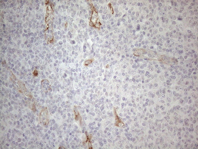 GEMIN2 Antibody in Immunohistochemistry (Paraffin) (IHC (P))