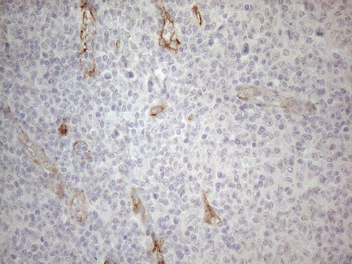 GEMIN2 Antibody in Immunohistochemistry (Paraffin) (IHC (P))
