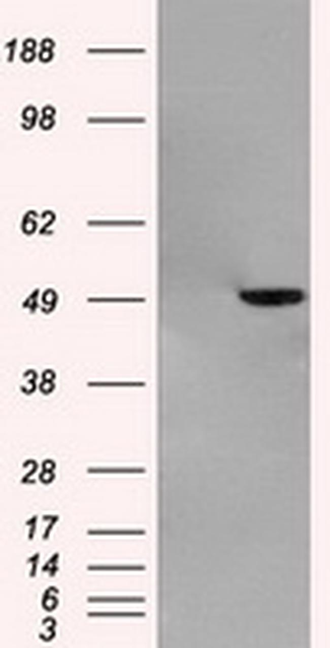 GFAP Antibody in Western Blot (WB)