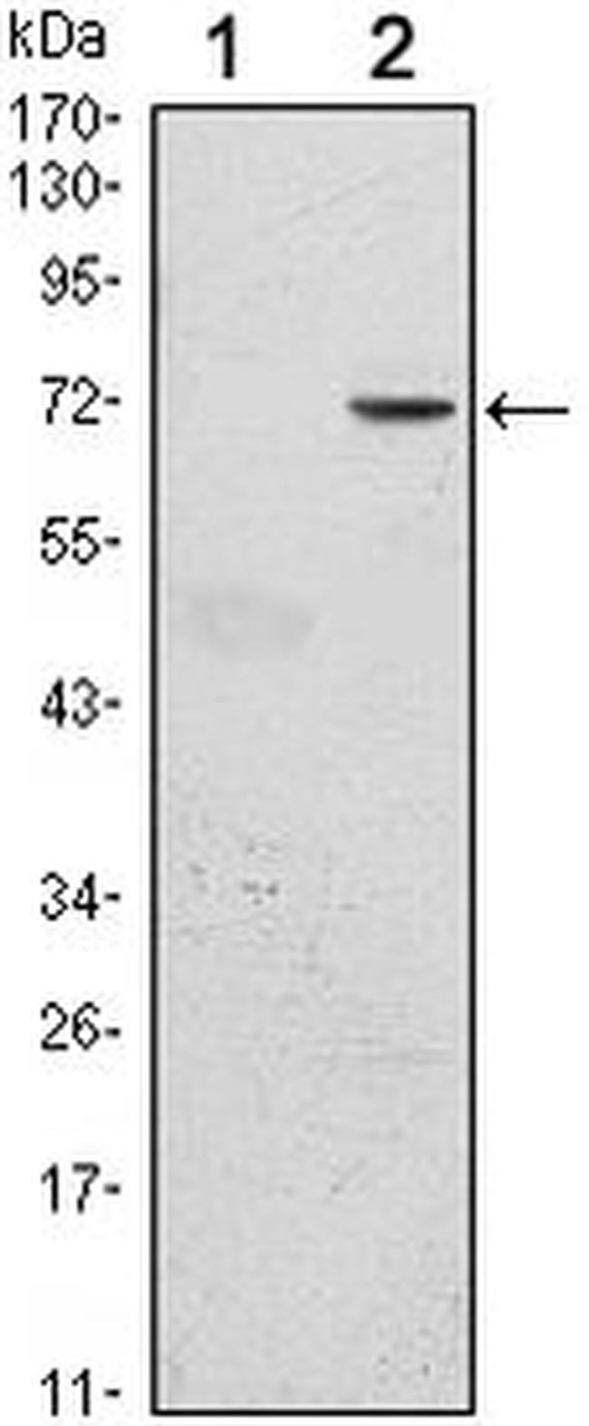GFI1 Antibody in Western Blot (WB)