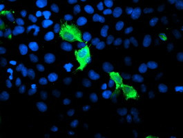 GIMAP4 Antibody in Immunocytochemistry (ICC/IF)