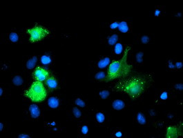 GIMAP4 Antibody in Immunocytochemistry (ICC/IF)