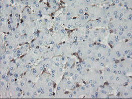 GIMAP4 Antibody in Immunohistochemistry (Paraffin) (IHC (P))