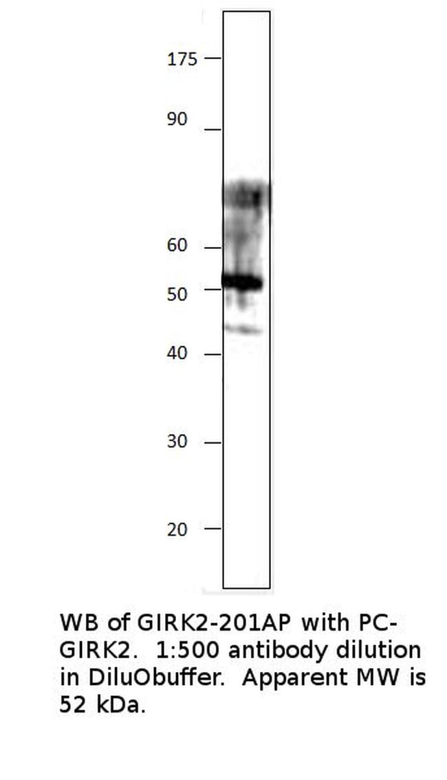 GIRK2 Antibody in Western Blot (WB)