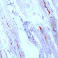 Connexin 43 Antibody in Immunohistochemistry (Paraffin) (IHC (P))