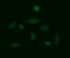 GLB1 Antibody in Immunocytochemistry (ICC/IF)