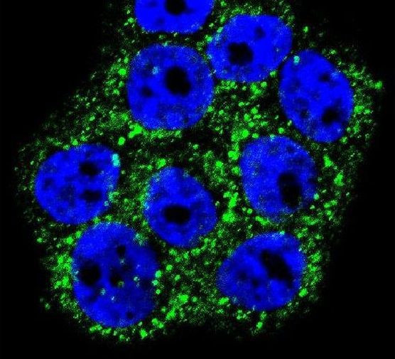 GLO1 Antibody in Immunocytochemistry (ICC/IF)
