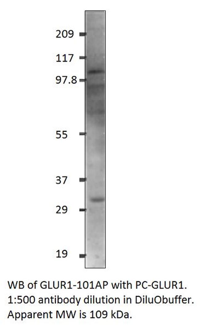 Glutamate Receptor 1 Antibody in Western Blot (WB)