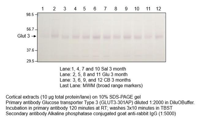 Glucose Transporter GLUT3 Antibody in Western Blot (WB)