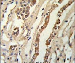 GMNN Antibody in Immunohistochemistry (IHC)