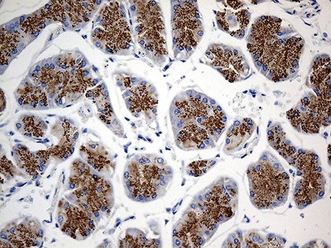 GNA14 Antibody in Immunohistochemistry (Paraffin) (IHC (P))