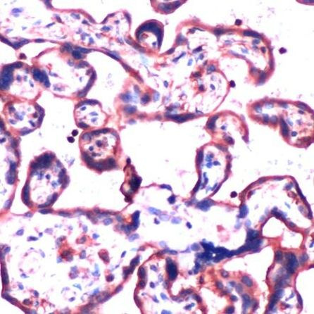 GNB2 Antibody in Immunohistochemistry (IHC)