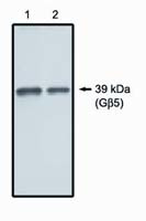 GNB5 Antibody in Western Blot (WB)
