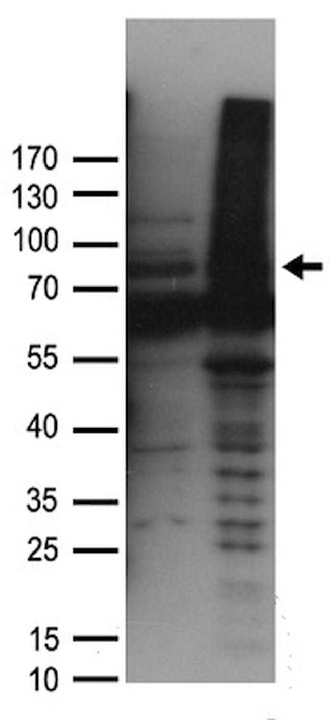 GNE Antibody in Western Blot (WB)