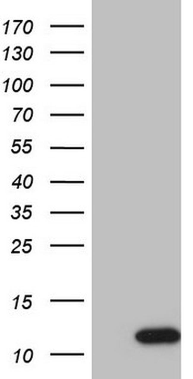 GNG7 Antibody in Western Blot (WB)